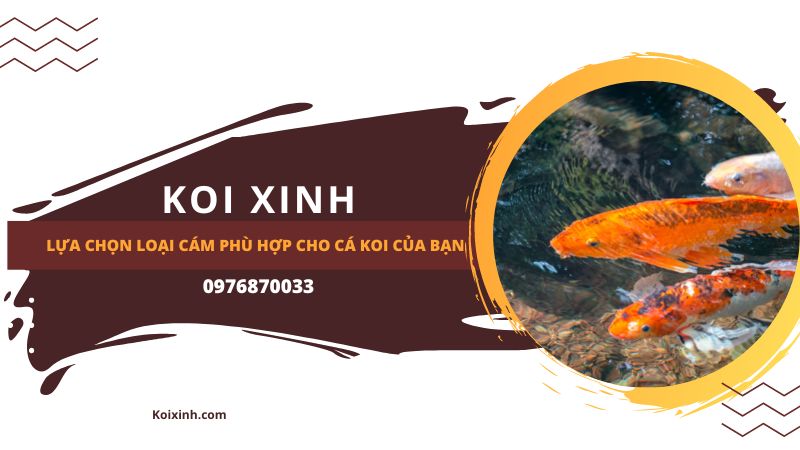 lựa Chọn Loại Cám Phù Hợp Cho Cá Koi Của Bạn