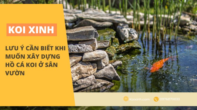 Lưu ý Cần Biết Khi Muốn Xây Dựng Hồ Cá Koi ở Sân Vườn Lưu ý Cần Biết Khi Muốn Xây Dựng Hồ Cá Koi ở Sân Vườn