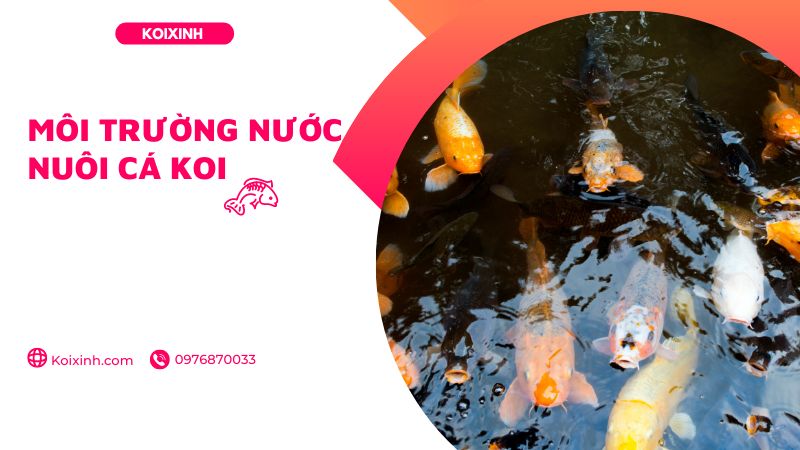 Môi Trường Nước Nuôi Cá Koi Môi Trường Nước Nuôi Cá Koi