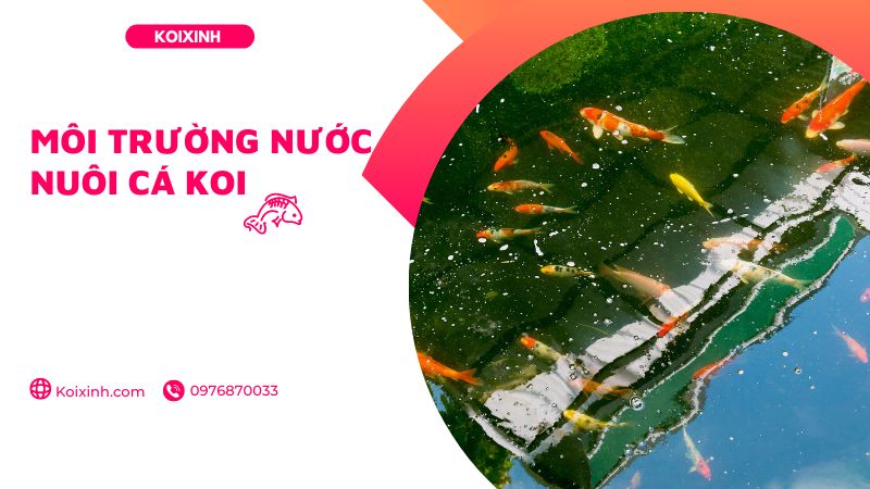 Môi Trường Nước Nuôi Cá Koi Môi Trường Nước Nuôi Cá Koi