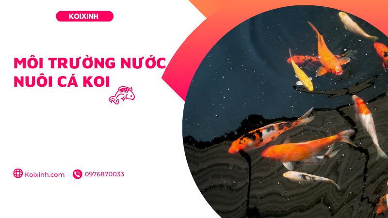 Môi Trường Nước Nuôi Cá Koi