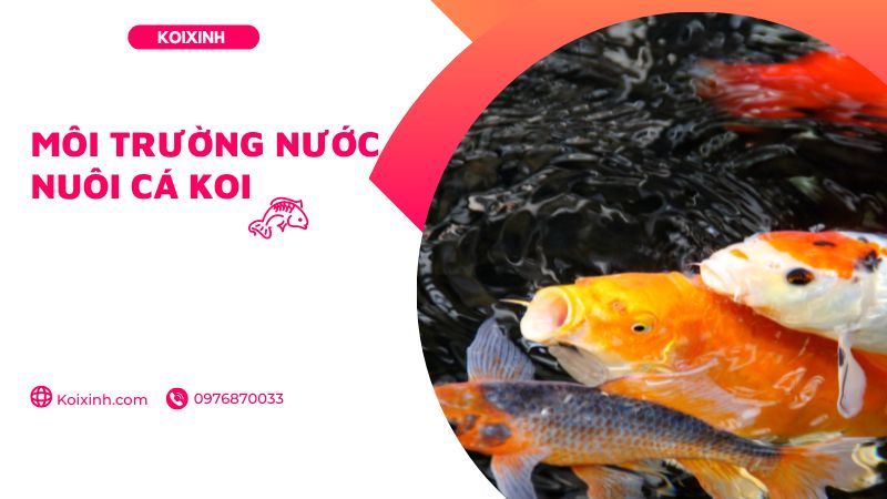 Môi Trường Nước Nuôi Cá Koi Môi Trường Nước Nuôi Cá Koi