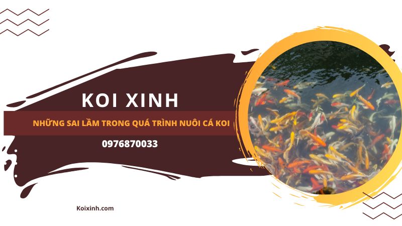 Những Sai Lầm Trong Quá Trình Nuôi Cá Koi Những Sai Lầm Trong Quá Trình Nuôi Cá Koi