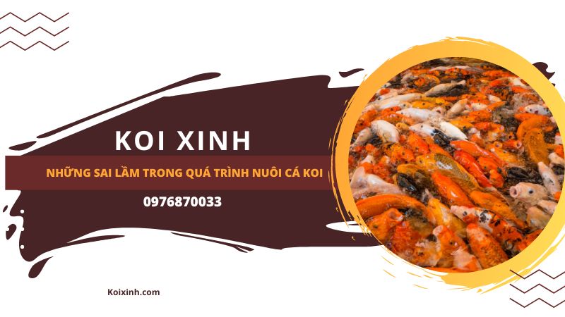 Những Sai Lầm Trong Quá Trình Nuôi Cá Koi Những Sai Lầm Trong Quá Trình Nuôi Cá Koi