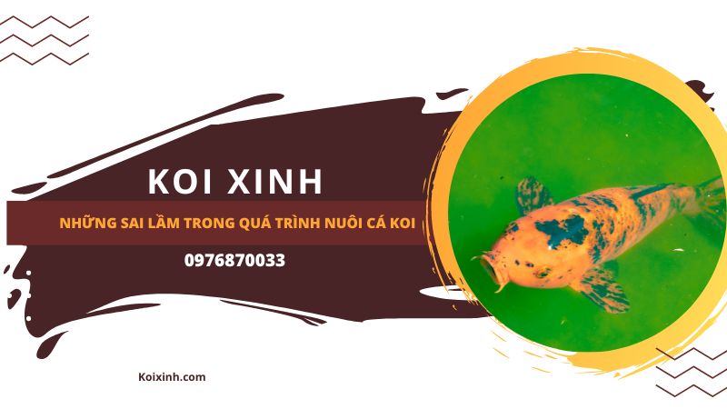 Những Sai Lầm Trong Quá Trình Nuôi Cá Koi Những Sai Lầm Trong Quá Trình Nuôi Cá Koi