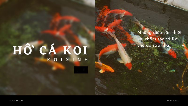Những điều Cần Thiết Khi Chăm Sóc Cá Koi Cho Ao Sau Nhà Những điều Cần Thiết Khi Chăm Sóc Cá Koi Cho Ao Sau Nhà