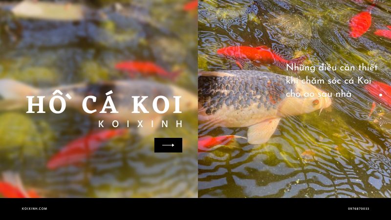 Những điều Cần Thiết Khi Chăm Sóc Cá Koi Cho Ao Sau Nhà