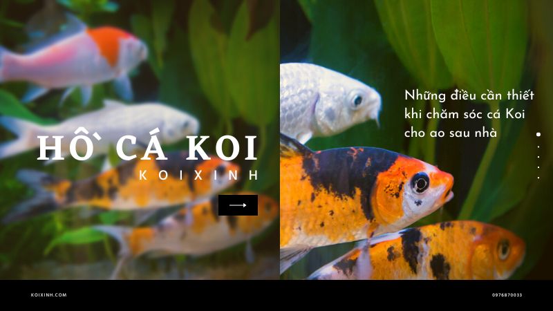 Những điều Cần Thiết Khi Chăm Sóc Cá Koi Cho Ao Sau Nhà