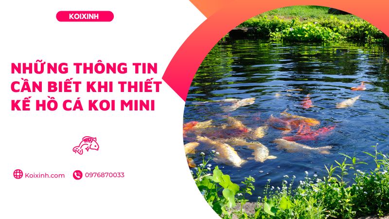 Những Thông Tin Cần Biết Khi Thiết Kế Hồ Cá Koi Mini Những Thông Tin Cần Biết Khi Thiết Kế Hồ Cá Koi Mini