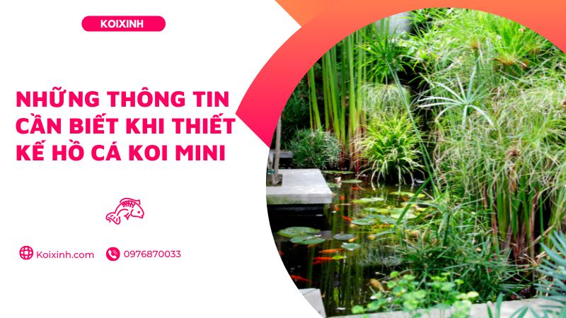 Những Thông Tin Cần Biết Khi Thiết Kế Hồ Cá Koi Mini Những Thông Tin Cần Biết Khi Thiết Kế Hồ Cá Koi Mini