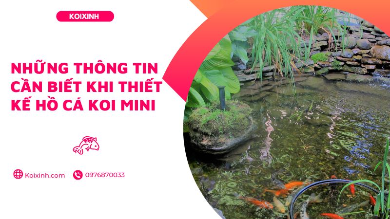 Những Thông Tin Cần Biết Khi Thiết Kế Hồ Cá Koi Mini Những Thông Tin Cần Biết Khi Thiết Kế Hồ Cá Koi Mini