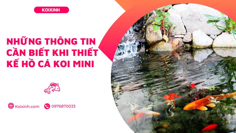 Những Thông Tin Cần Biết Khi Thiết Kế Hồ Cá Koi Mini Những Thông Tin Cần Biết Khi Thiết Kế Hồ Cá Koi Mini