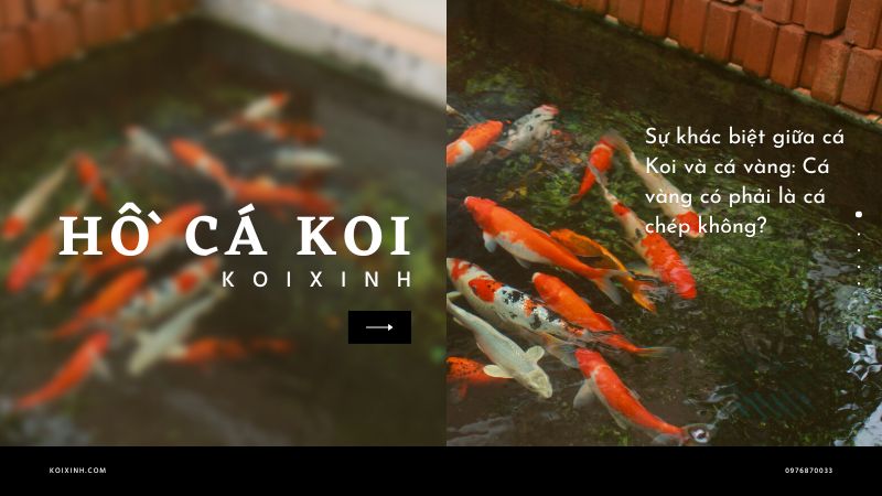 Sự Khác Biệt Giữa Cá Koi Và Cá Vàng: Cá Vàng Có Phải Là Cá Chép Không? Sự Khác Biệt Giữa Cá Koi Và Cá Vàng: Cá Vàng Có Phải Là Cá Chép Không?