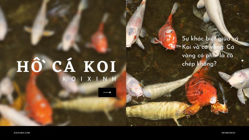 Sự Khác Biệt Giữa Cá Koi Và Cá Vàng: Cá Vàng Có Phải Là Cá Chép Không? Sự Khác Biệt Giữa Cá Koi Và Cá Vàng: Cá Vàng Có Phải Là Cá Chép Không?