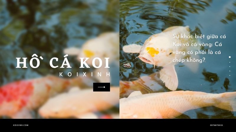 Sự Khác Biệt Giữa Cá Koi Và Cá Vàng: Cá Vàng Có Phải Là Cá Chép Không?