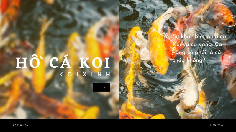 Sự Khác Biệt Giữa Cá Koi Và Cá Vàng: Cá Vàng Có Phải Là Cá Chép Không? Sự khác biệt giữa cá Koi và cá vàng: Cá vàng có phải là cá chép không?