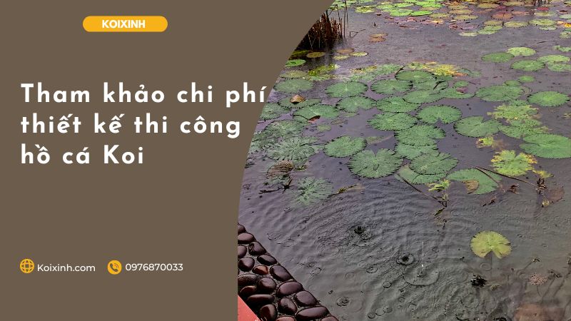 Tham Khảo Chi Phí Thiết Kế Thi Công Hồ Cá Koi