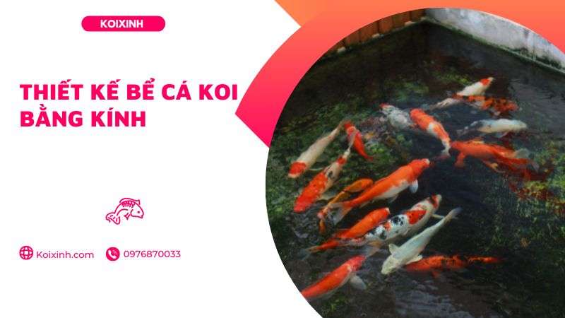Thiết Kế Bể Cá Koi Bằng Kính Thiết Kế Bể Cá Koi Bằng Kính