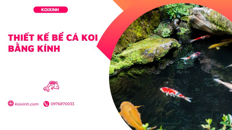 Thiết Kế Bể Cá Koi Bằng Kính Thiết Kế Bể Cá Koi Bằng Kính