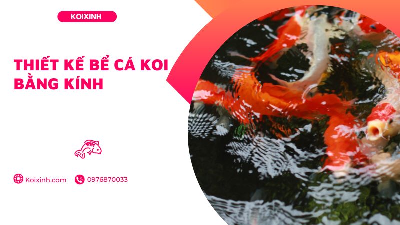 Thiết Kế Bể Cá Koi Bằng Kính Thiết Kế Bể Cá Koi Bằng Kính