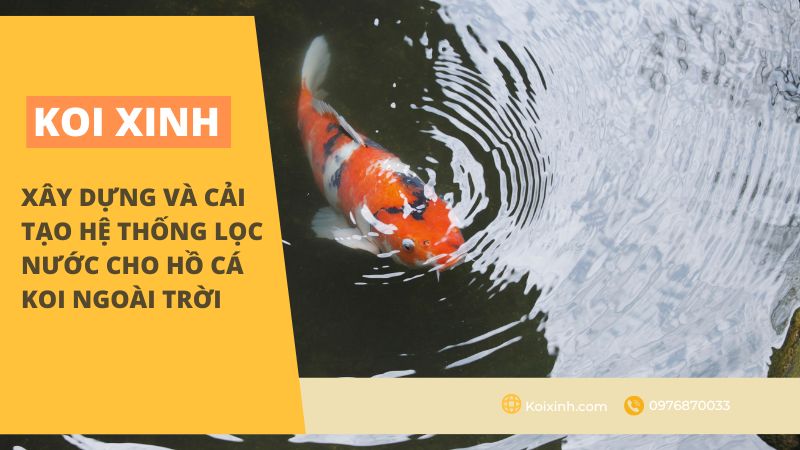 Xây Dựng Và Cải Tạo Hệ Thống Lọc Nước Cho Hồ Cá Koi Ngoài Trời Xây Dựng Và Cải Tạo Hệ Thống Lọc Nước Cho Hồ Cá Koi Ngoài Trời