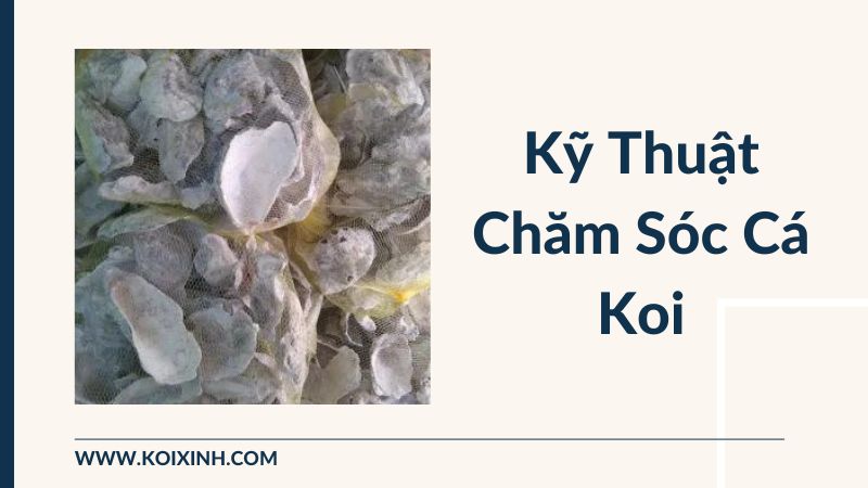 Kỹ Thuật Chăm Sóc Cá Koi Kỹ Thuật Chăm Sóc Cá Koi