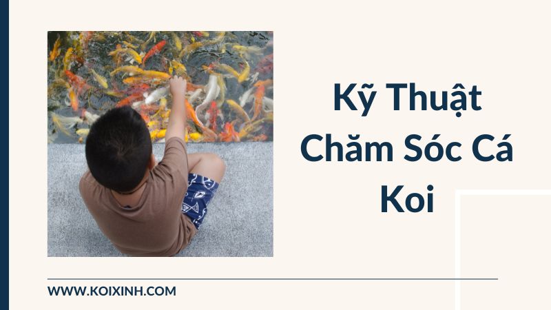 Kỹ Thuật Chăm Sóc Cá Koi Kỹ Thuật Chăm Sóc Cá Koi