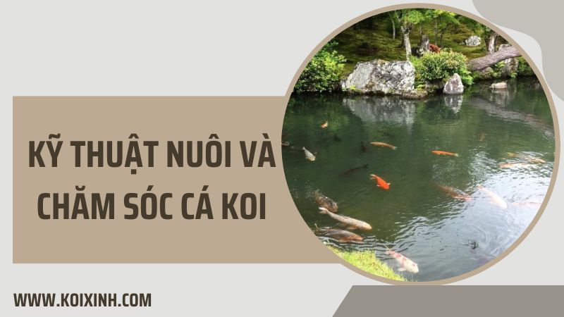 Kỹ Thuật Nuôi Và Chăm Sóc Cá Koi Kỹ Thuật Nuôi Và Chăm Sóc Cá Koi