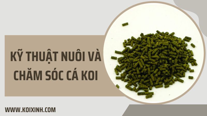 Kỹ Thuật Nuôi Và Chăm Sóc Cá Koi Kỹ Thuật Nuôi Và Chăm Sóc Cá Koi