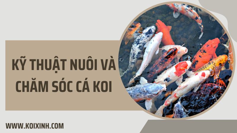 Kỹ Thuật Nuôi Và Chăm Sóc Cá Koi