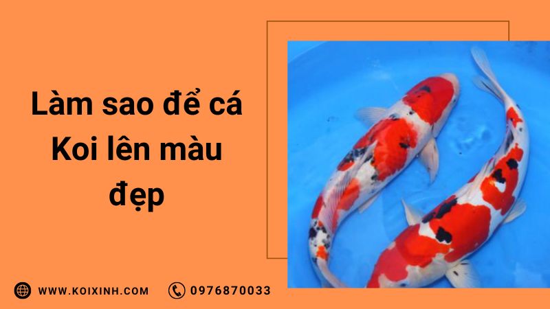 Làm Sao Để Cá Koi Lên Màu Đẹp
