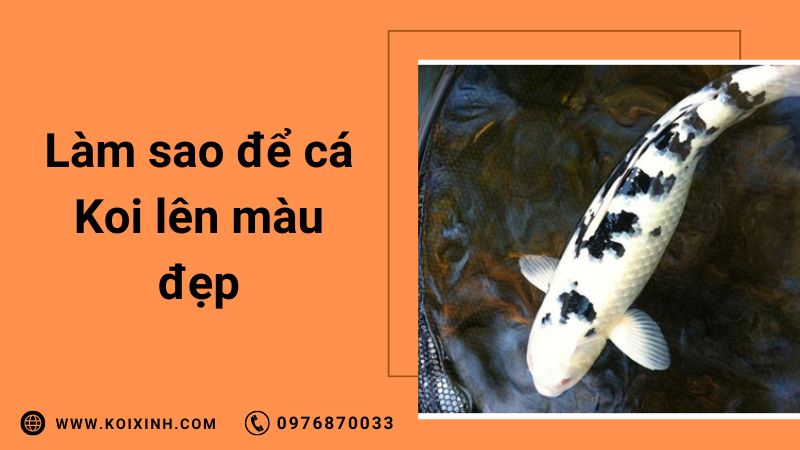 Làm Sao Để Cá Koi Lên Màu Đẹp