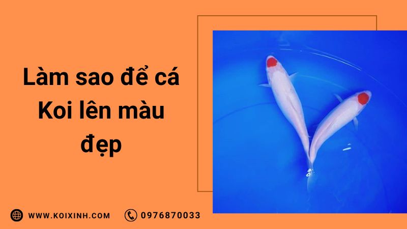 Làm Sao Để Cá Koi Lên Màu Đẹp
