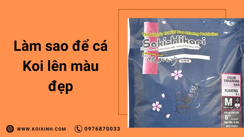 Làm Sao Để Cá Koi Lên Màu Đẹp