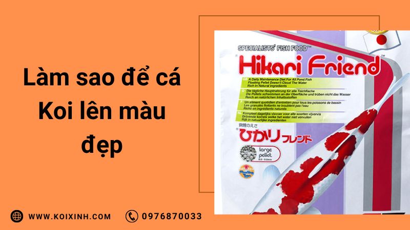 Làm Sao Để Cá Koi Lên Màu Đẹp