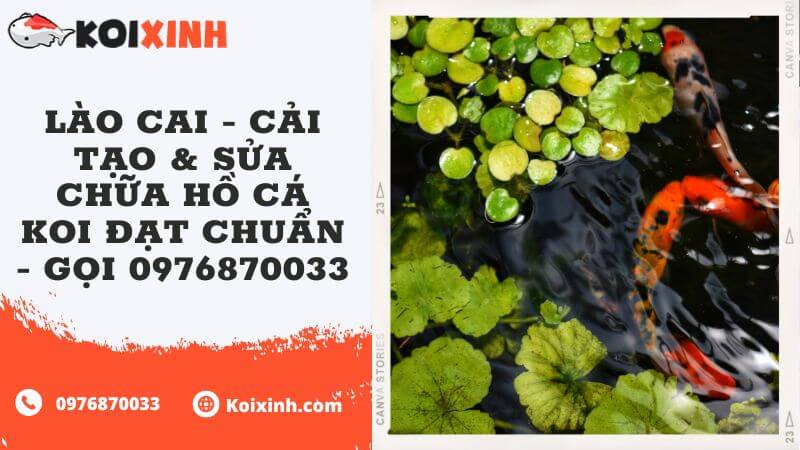 Lào Cai – Cải Tạo & Sửa Chữa Hồ Cá Koi đạt Chuẩn – Gọi 0976870033 Lào Cai – Cải Tạo & Sửa Chữa Hồ Cá Koi đạt Chuẩn – Gọi 0976870033