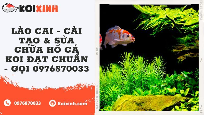 Lào Cai – Cải Tạo & Sửa Chữa Hồ Cá Koi đạt Chuẩn – Gọi 0976870033