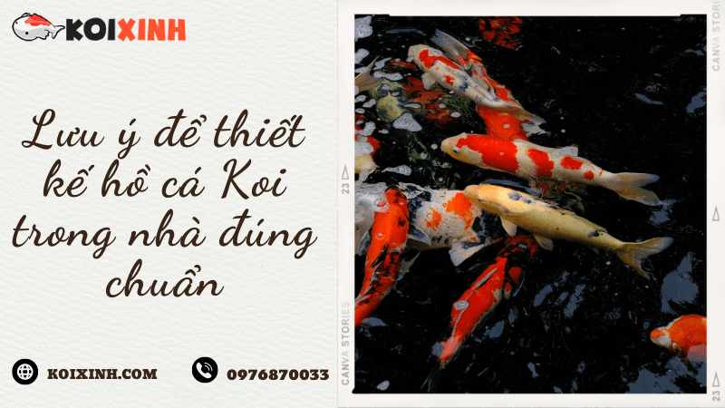 Lưu ý để Thiết Kế Hồ Cá Koi Trong Nhà đúng Chuẩn Lưu ý để Thiết Kế Hồ Cá Koi Trong Nhà đúng Chuẩn