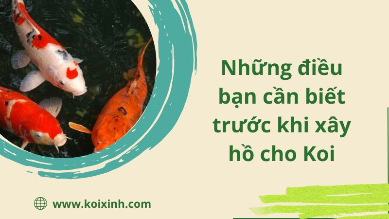 Những điều Bạn Cần Biết Trước Khi Xây Hồ Cho Koi Những điều Bạn Cần Biết Trước Khi Xây Hồ Cho Koi