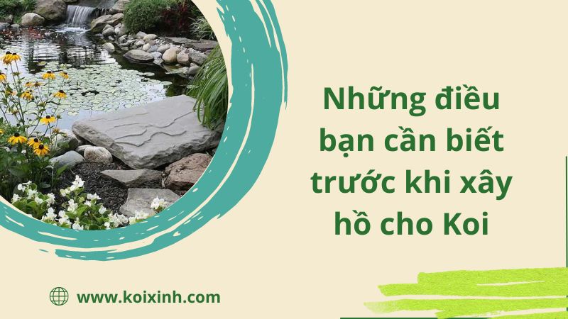 Những điều Bạn Cần Biết Trước Khi Xây Hồ Cho Koi