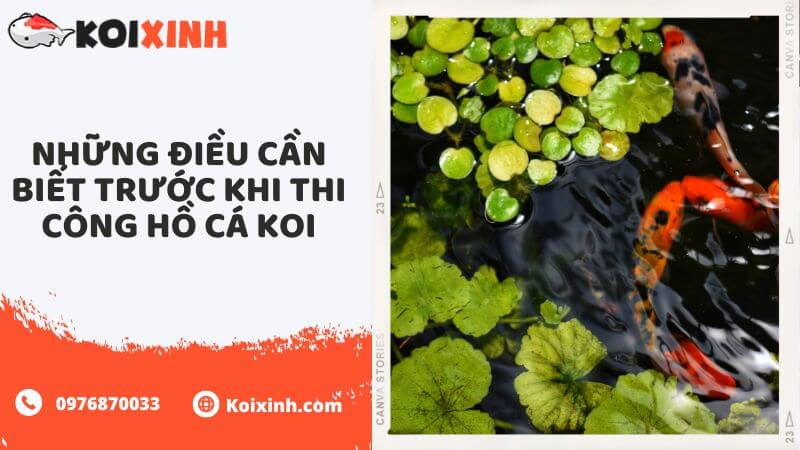 Những điều Cần Biết Trước Khi Thi Công Hồ Cá Koi Những điều Cần Biết Trước Khi Thi Công Hồ Cá Koi