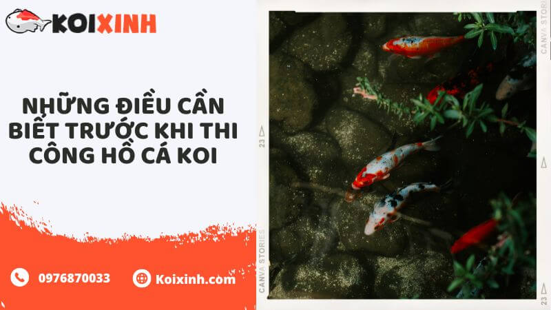 Những điều Cần Biết Trước Khi Thi Công Hồ Cá Koi Những điều Cần Biết Trước Khi Thi Công Hồ Cá Koi