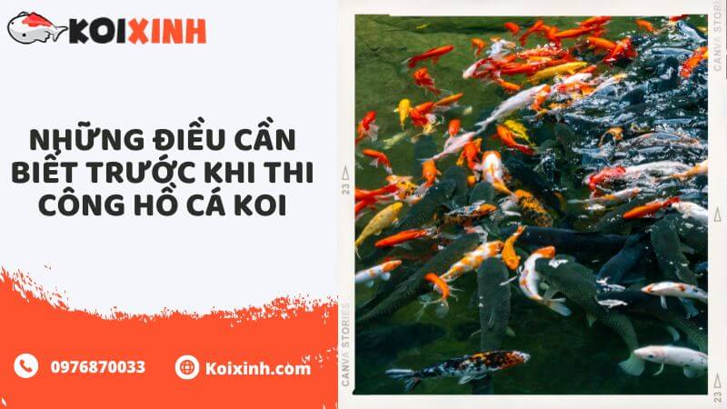 Những điều Cần Biết Trước Khi Thi Công Hồ Cá Koi Những điều Cần Biết Trước Khi Thi Công Hồ Cá Koi