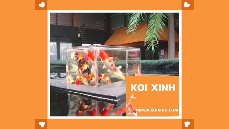 Nuôi Koi Trong Bể Kính – Thiết Kế, Thi Công Hồ Cá Koi Tại Hà Nội Nuôi Koi Trong Bể Kính – Thiết Kế, Thi Công Hồ Cá Koi Tại Hà Nội