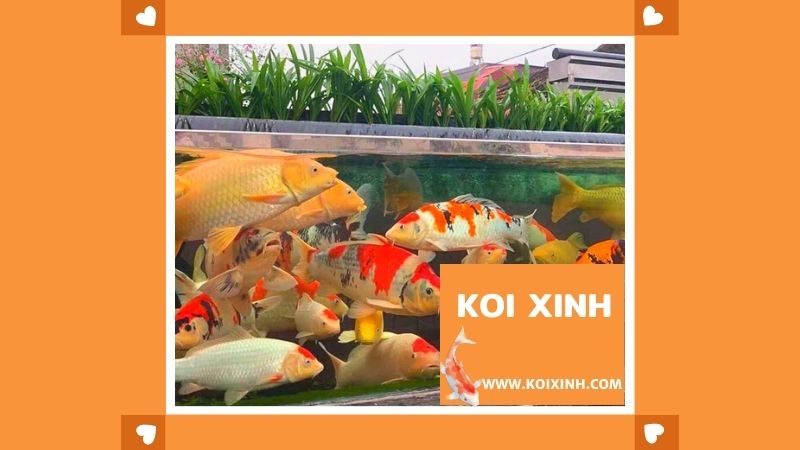 Nuôi Koi Trong Bể Kính – Thiết Kế, Thi Công Hồ Cá Koi Tại Hà Nội Nuôi Koi Trong Bể Kính – Thiết Kế, Thi Công Hồ Cá Koi Tại Hà Nội