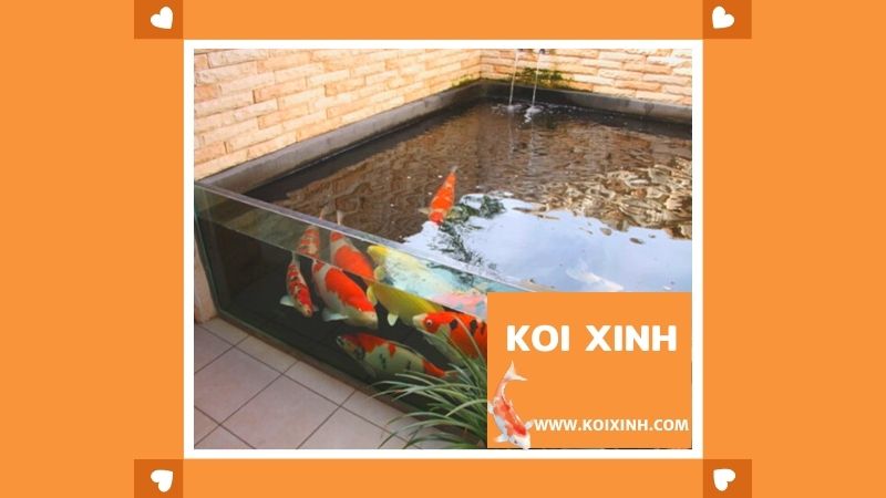 Nuôi Koi Trong Bể Kính – Thiết Kế, Thi Công Hồ Cá Koi Tại Hà Nội Nuôi Koi Trong Bể Kính – Thiết Kế, Thi Công Hồ Cá Koi Tại Hà Nội