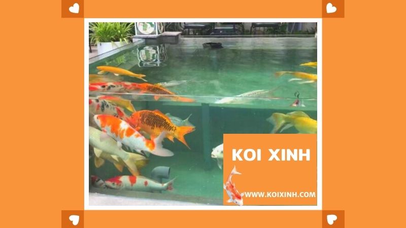 Nuôi Koi Trong Bể Kính – Thiết Kế, Thi Công Hồ Cá Koi Tại Hà Nội Nuôi Koi Trong Bể Kính – Thiết Kế, Thi Công Hồ Cá Koi Tại Hà Nội