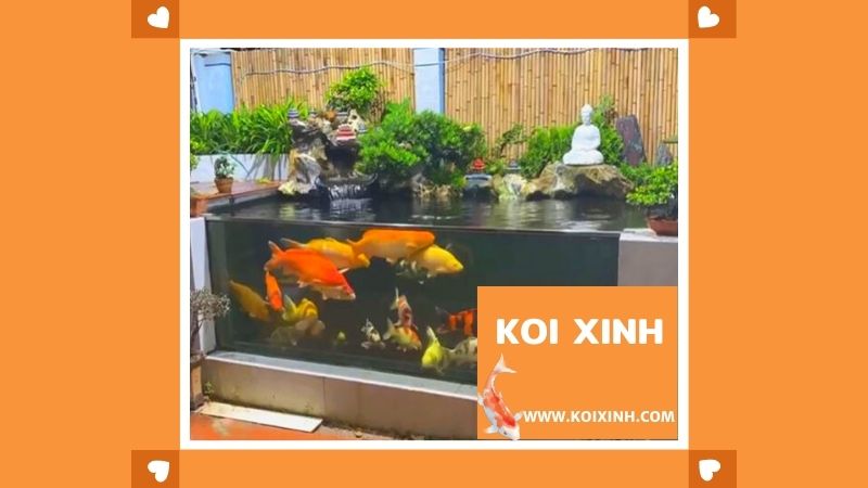 Nuôi Koi Trong Bể Kính – Thiết Kế, Thi Công Hồ Cá Koi Tại Hà Nội Nuôi Koi Trong Bể Kính – Thiết Kế, Thi Công Hồ Cá Koi Tại Hà Nội
