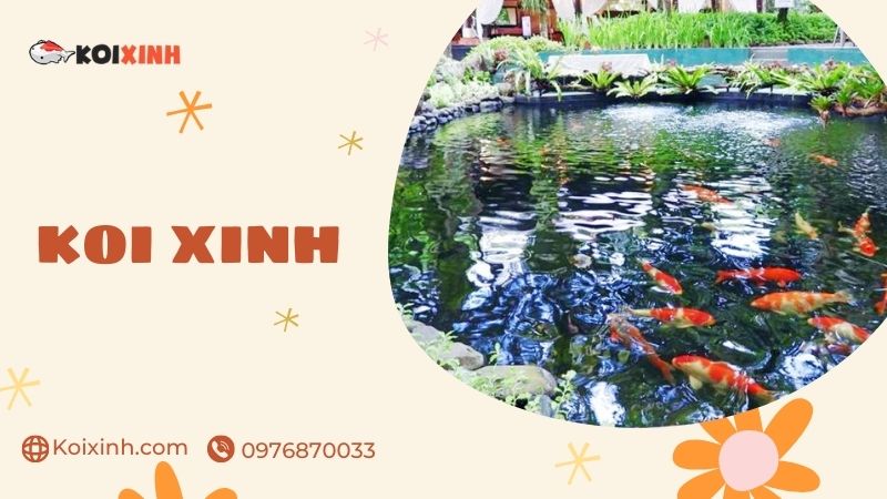 Quảng Ninh Dịch Vụ Thiết Kế, Thi Công Hồ Cá Koi Uy Tín – Giá Rẻ, Bảo Hành Dài Hạn – Gọi 0976870033