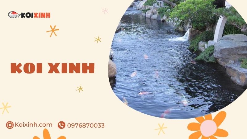 Quảng Ninh Dịch Vụ Thiết Kế, Thi Công Hồ Cá Koi Uy Tín – Giá Rẻ, Bảo Hành Dài Hạn – Gọi 0976870033